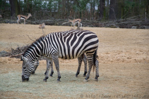 Zebra im Erlebnis-Zoo Hannover