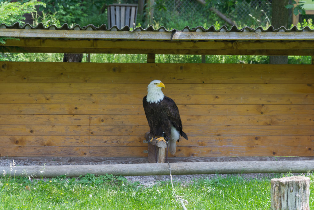 Seeadler - das USA Wappentier!